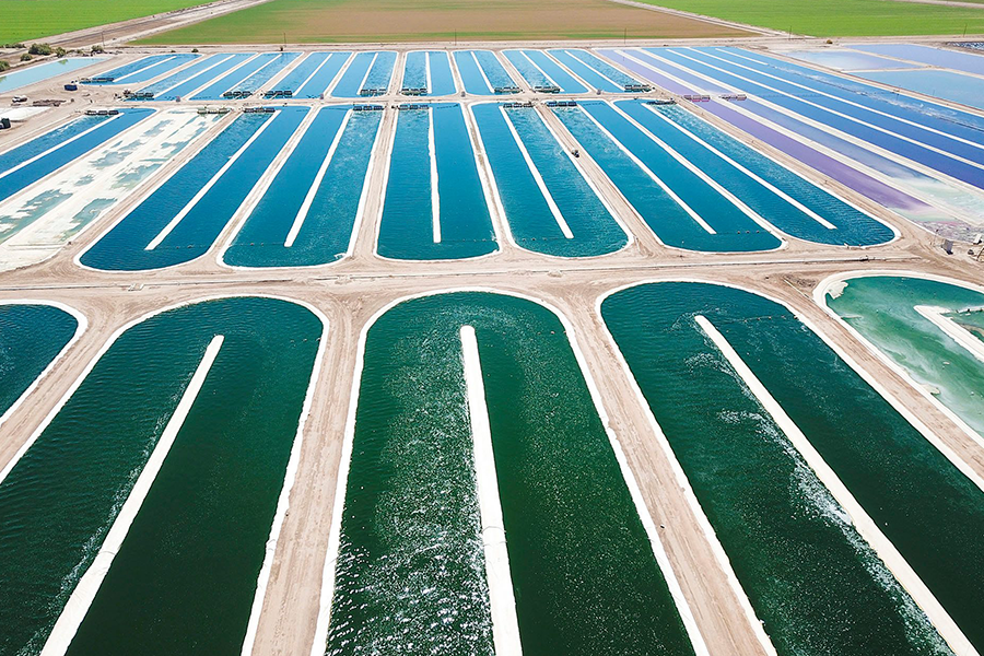 From Aztecs to Astronauts: Harnessing the Power of Spirulina