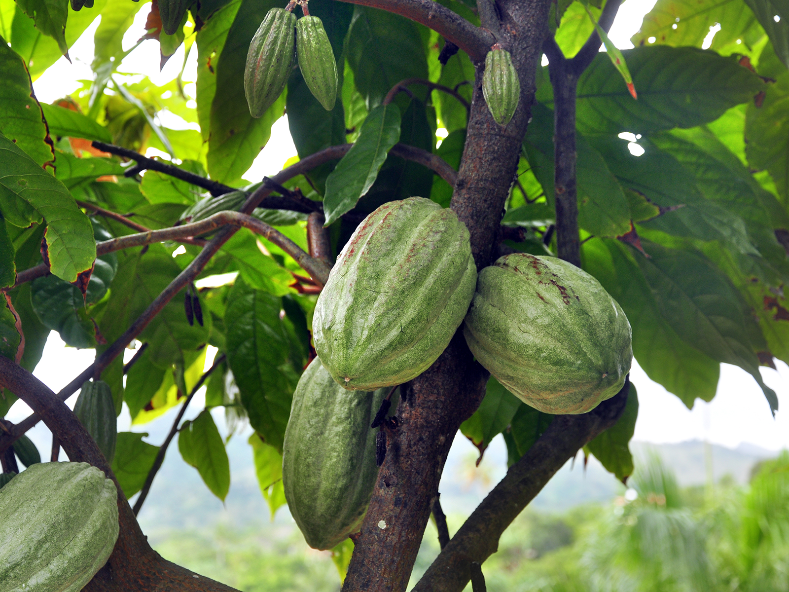 Farmers harvesting cocoa 