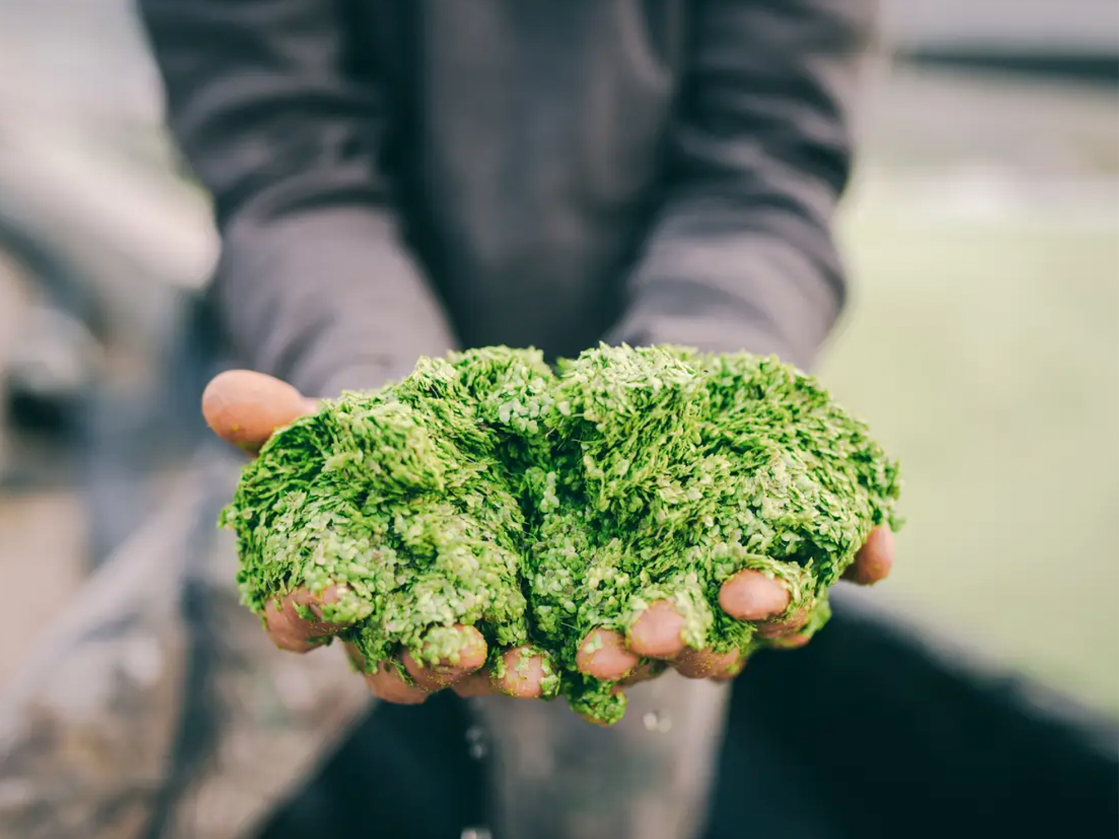 Is Lemna The Future Of Sustainable Nutrition?