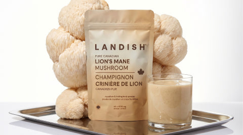 NEW | LION'S MANE